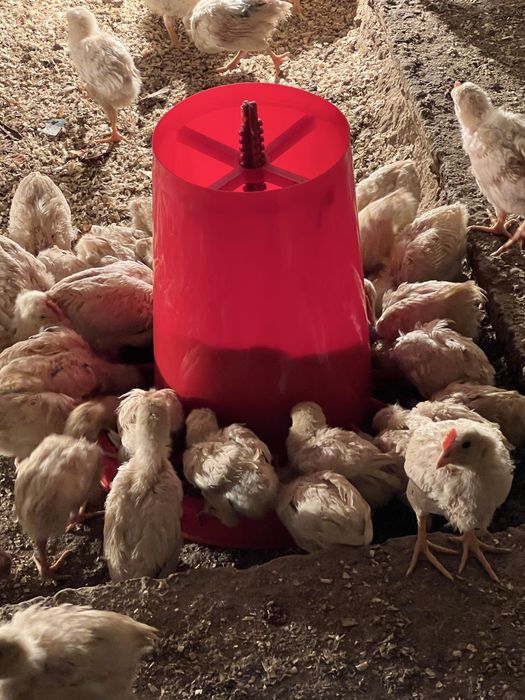 Жўжалар несушка ва лемон сенди