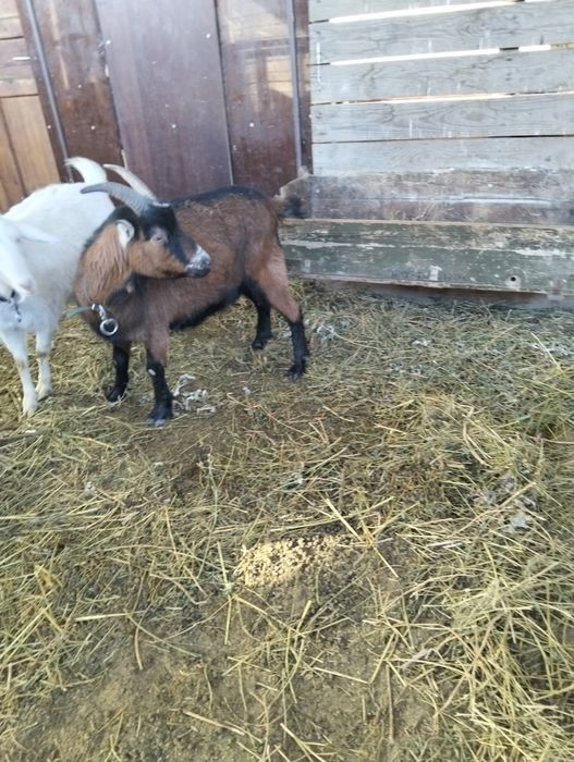 Продам козу альпийскую