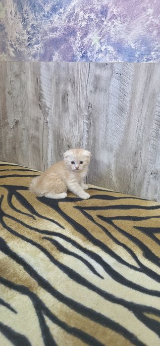 Шотландские вислоухие