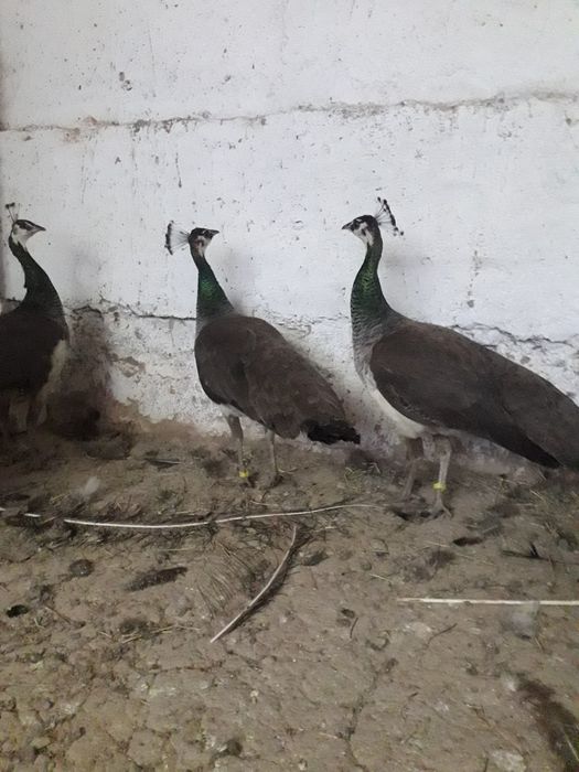 Индийские павлины