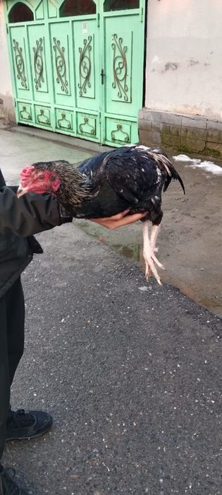 Сатылады боецовкалар