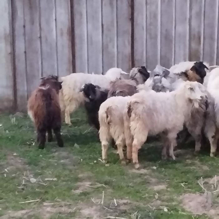 козы бараны  ешки кой козёл овцы