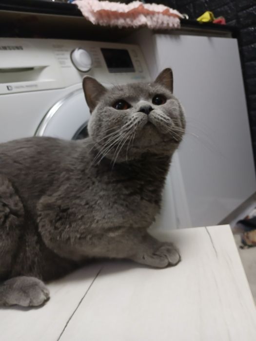 Продам британка не дорого