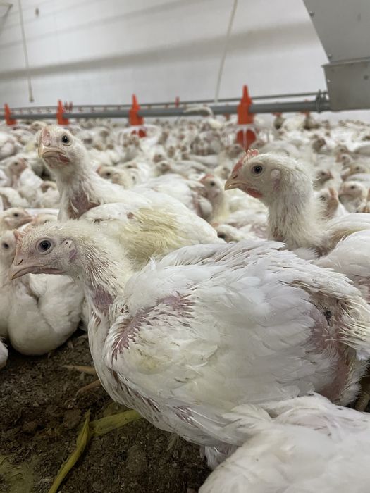 Домашние бройлеры