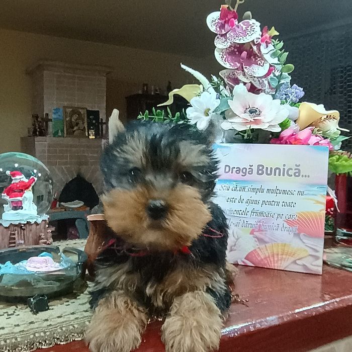 Fetiță Yorkshire Terrier Mini