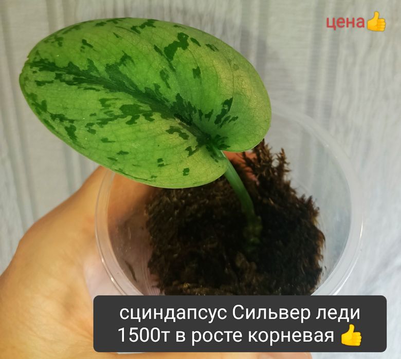 Цветок 2000тенге