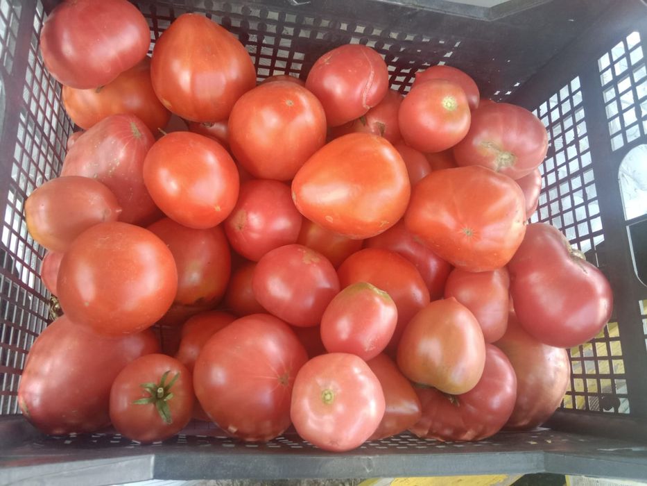 Продам домашние помидоры и огурцы
