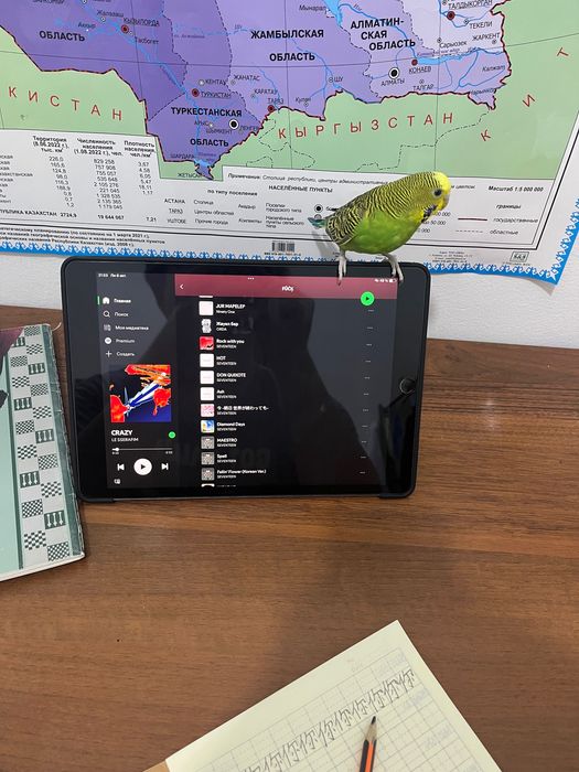 Волнистые попугаи