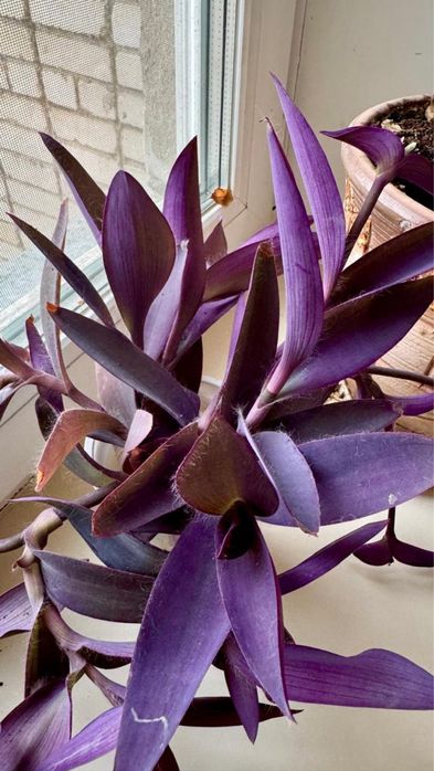 Цветы комнатные, в горшках, в ассортименте