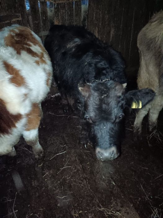 2 tauri unul baltat iar celalalt august iar viteau tot angus