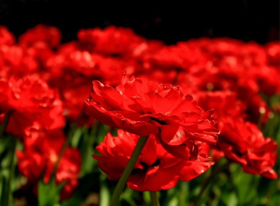 фотоаппарат Canon EOS 1200D