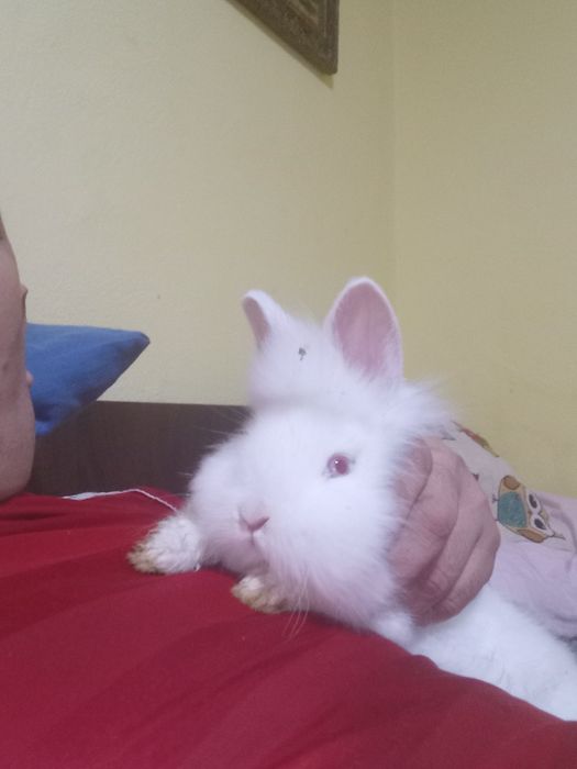 Vand sau schimb iepurasi cap de leu