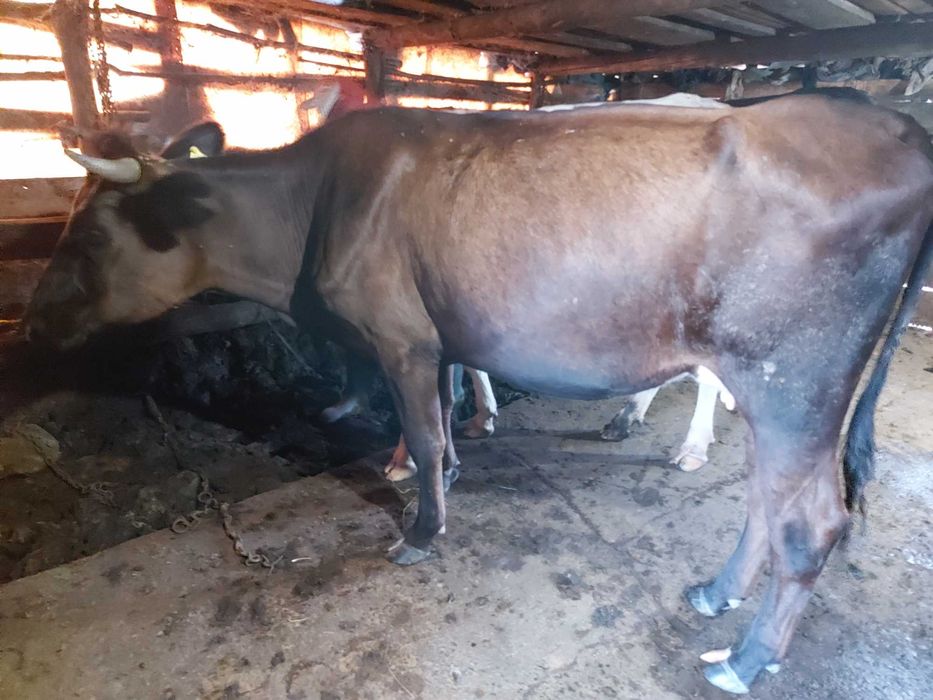 Vaci si vitei de vanzare