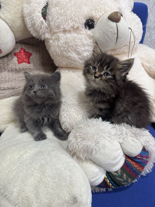 Продам шотландских котят