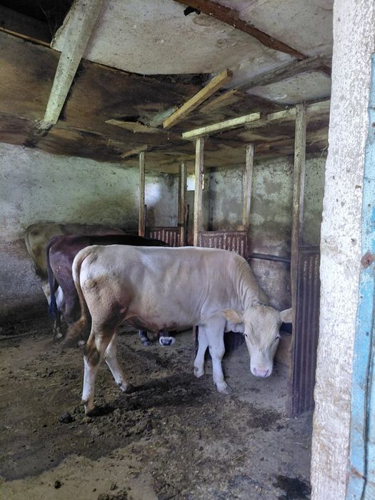 Продам быка жирного