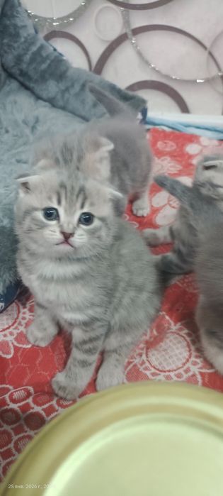 Милые котятки фолдики