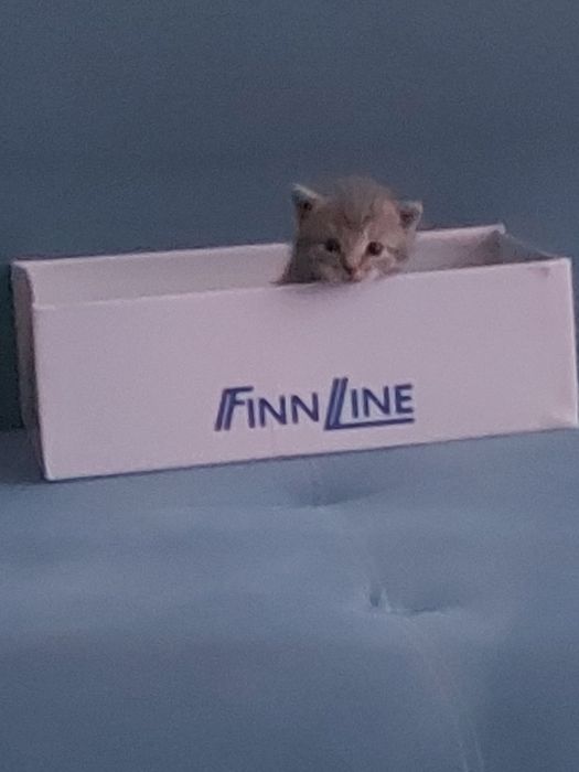 отдам котёнка в хорошие руки