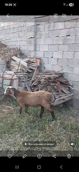 Арашан эдилбай гибрид
