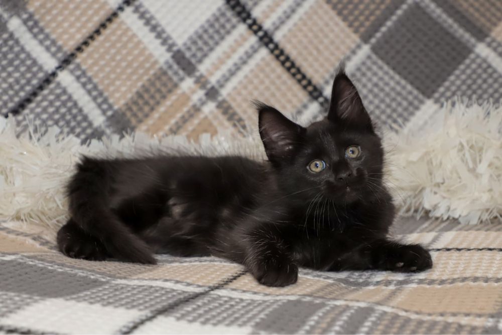 Котята породы Мейн кун классик, клубные с документами.