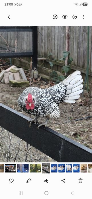 Pasarii mai multe rase ,schimb cu gaini outoare