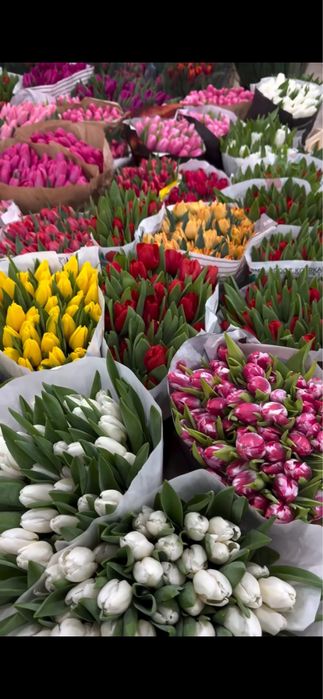 Тюльпаны оптом голландские