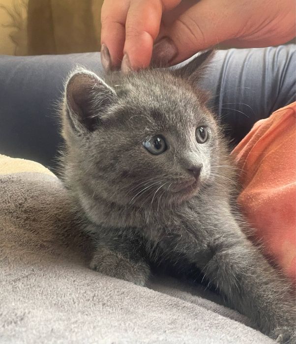 Продаем шотландских котят!