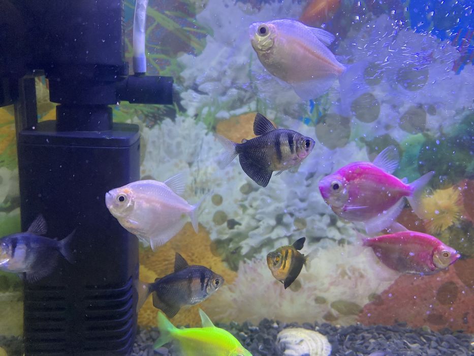 Продам рыбу аквариумный