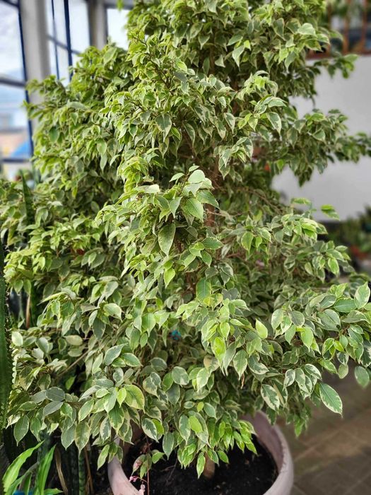 Продам роскошные фикусы