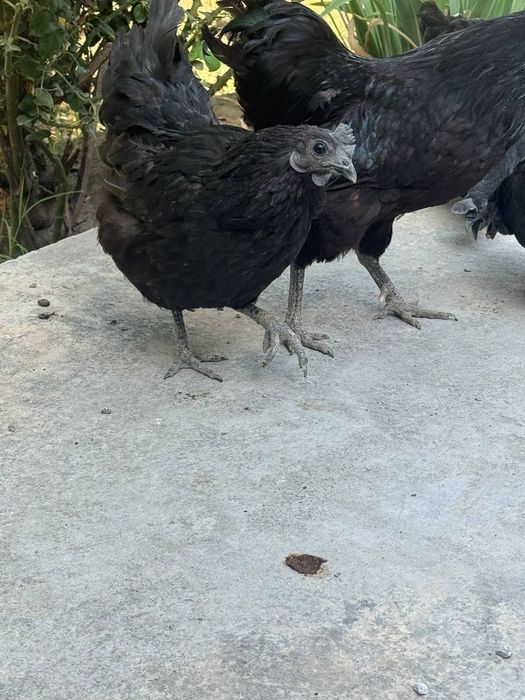 Uhayuli tovuqlar sotiladi