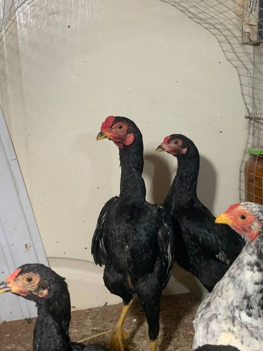 Корея жужалари 5 та сентябрь