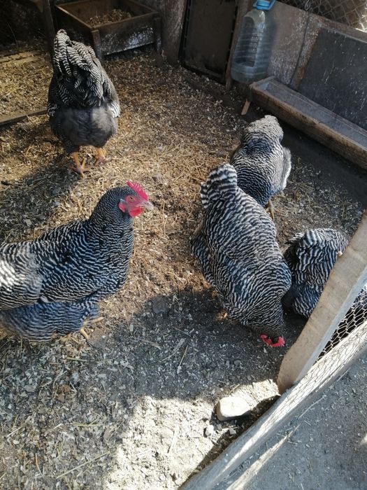 Vând găini de rasa Playmuth rok baratO rasa f bună. Rezistenta la boli.