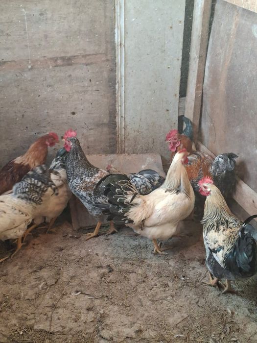 Әтеш (Петух) сатылады