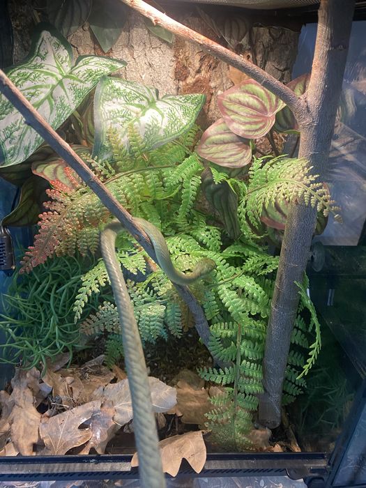 Бойга Зеленая Самец