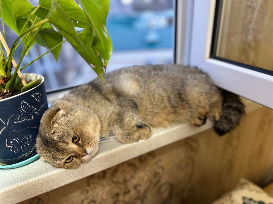 Шотландец на вязку