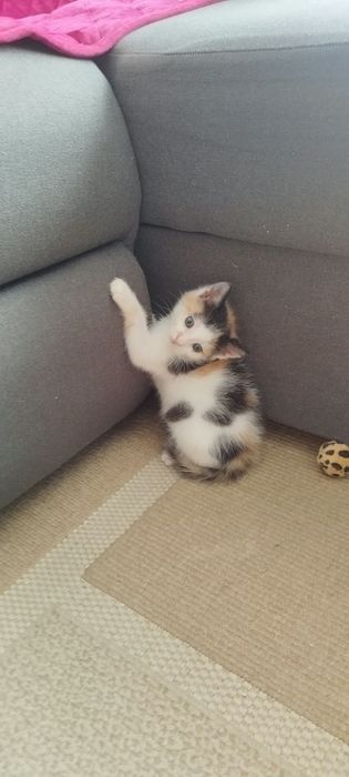 Pisicuțe pt adoptie