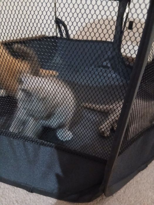 Скотиш фолд ва скотиш страйт