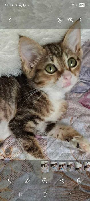 Котята ищут семьи!