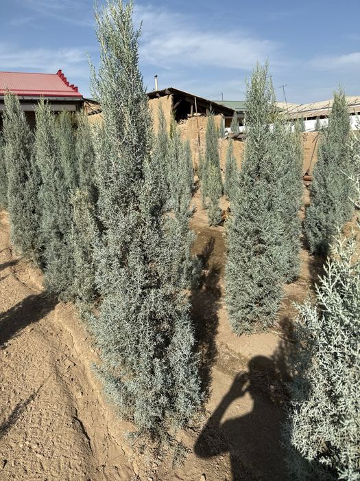 Kiparis arizonika Italiya