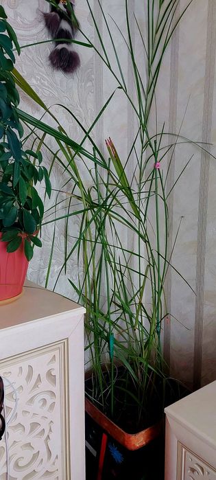 Финиковая пальма.