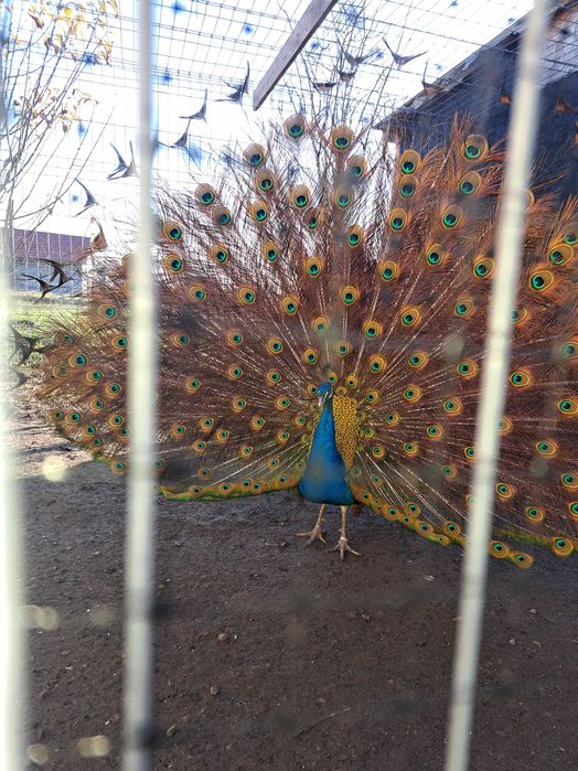 Fazani auriu pe roșu,păuni