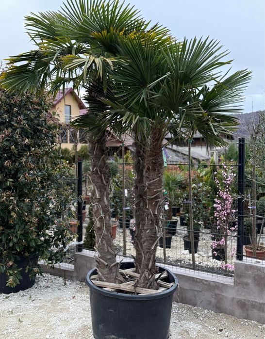 Palmieri eleganta si rafinament livram oriunde in tara