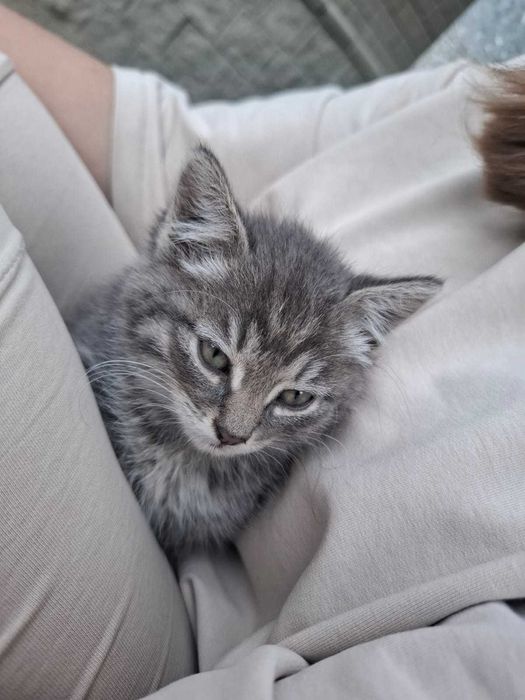 Милый котёнок ищет   дом