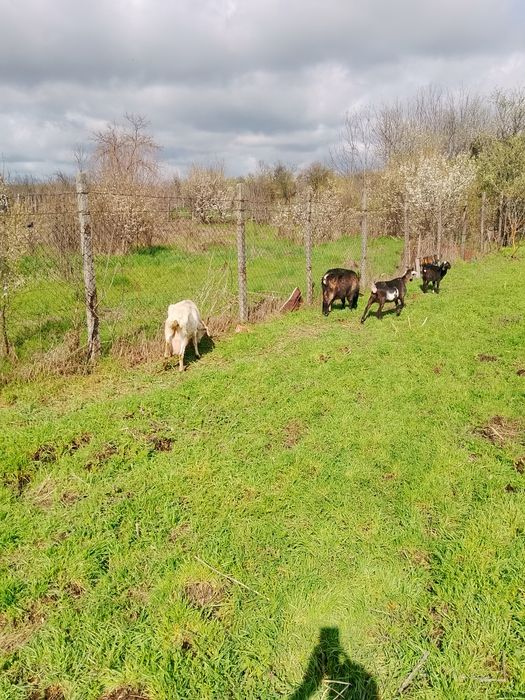 Vind 13 capre mulgatoare