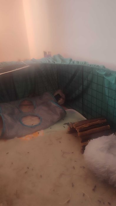 Dau spre adopție porcușori de Guinea