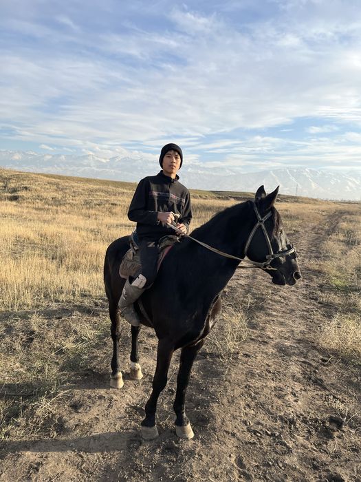 Айғыр 7 жасар Сатылады