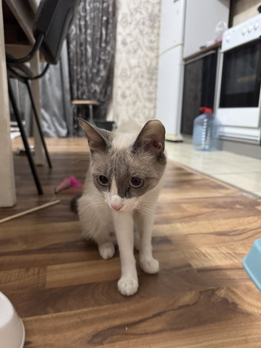 Кошка Сиамская 1 год