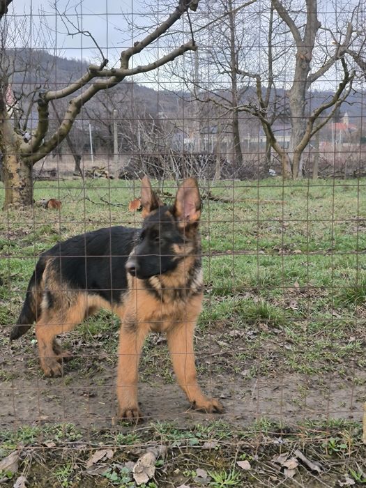 Pui de ciobanesc german cu pedigre.