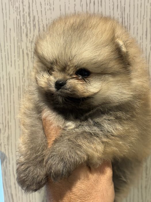 Померан момчета и момичета