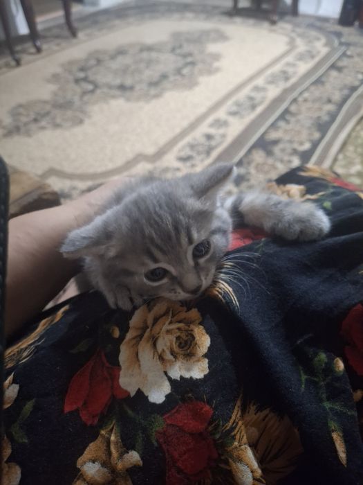Скотиш страит котята