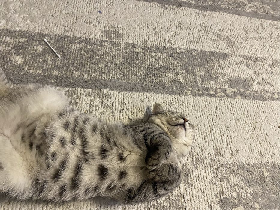 Продадим котенка 10 месяцев